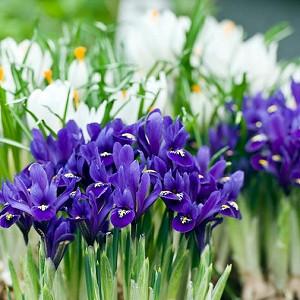 Iris 'Pixie', Dwarf Iris 'Pixie', Iris reticulata 'Pixie', Iris reticulata, Dwarf iris, Early spring Iris,Purple flowers, Purple iris,Blue flowers, Blue iris